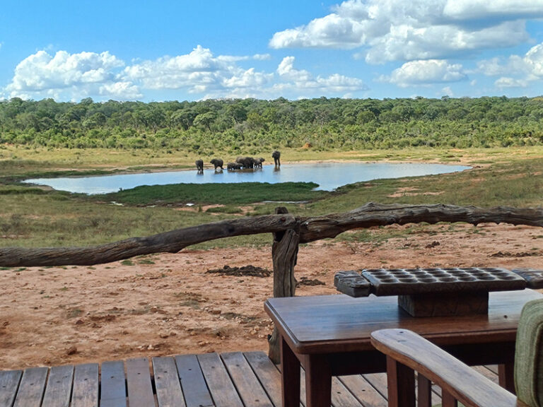 #916 : Observer la faune depuis sa terrasse à l’Ivory Lodge de Hwange