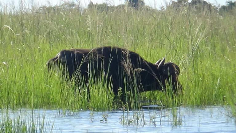 #919 : Descendre la rivière Chobe à la rencontre de sa faune