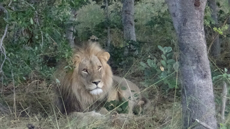 #917 : Faire un safari dans la concession de l’Ivory Lodge de Hwange