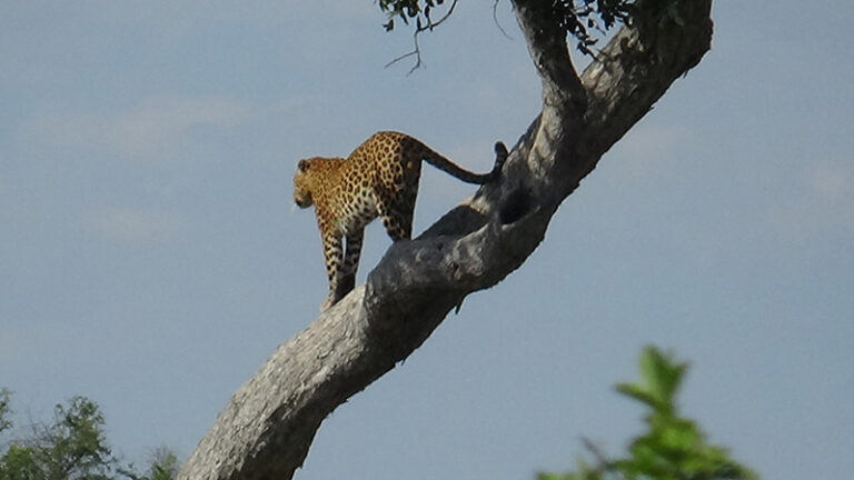 #918 : Observer la faune du parc national de Hwange