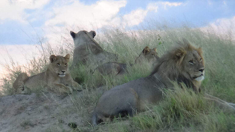 #911 : Observer une famille de lions sur l’aérodrome de Hwange