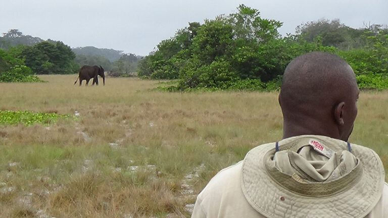 #933 : Partir à pied à la rencontre de la faune de Loango