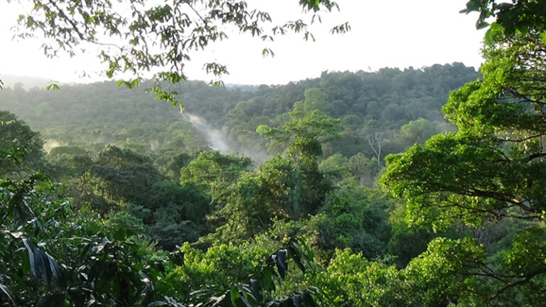 #964 : Se hisser dans la canopée pour observer la jungle