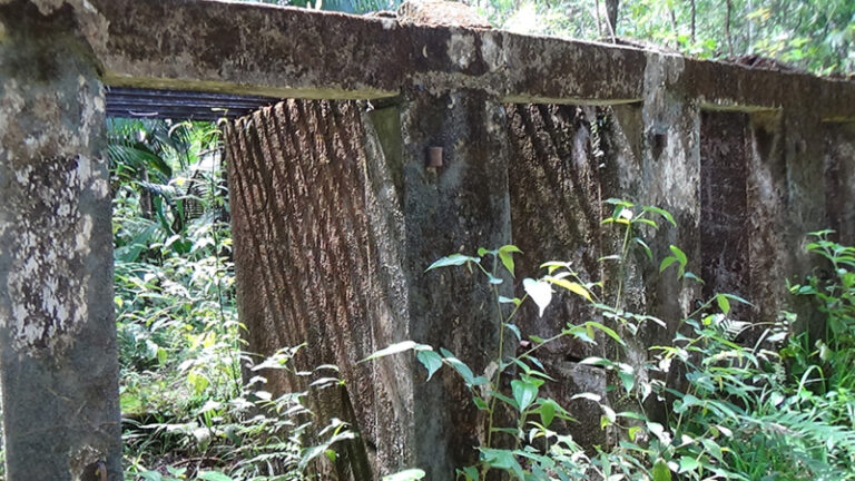 #958 : Redécouvrir le bagne des Annamites dans la forêt guyanaise